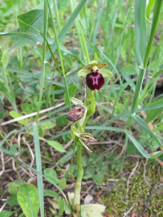 Ophrys dal Gargano da ID